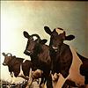 Pink Floyd -- Atom Heart Mother (1)