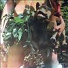 Fleetwood Mac -- Mr. Wonderful (1)
